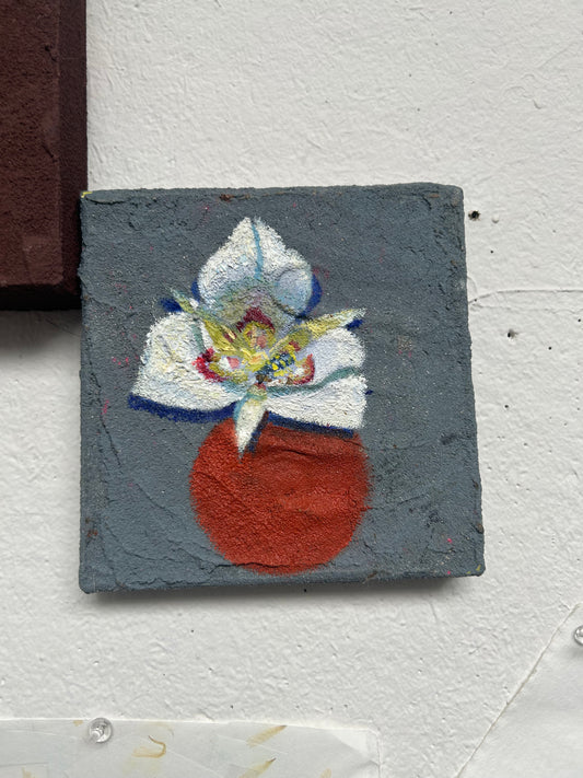 Concrete Series Original | Sego Lily | 5"x5"x2"